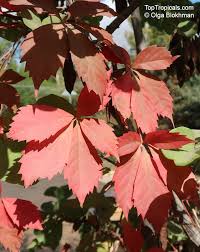 Image result for Parthenocissus quinquefolia