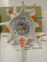 Neuronmodela Jpg 1054 1387 Nervous System Anatomy Anatomy Models Labeled Human Anatomy And Physiology