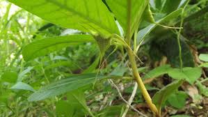 Image result for Dorstenia cuspidata