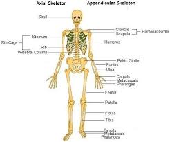 The Skeletal System For Ems Providers Skeletal System Axial Skeleton Anatomy And Physiology