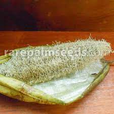 Luffa is a genus of tropical and subtropical vines in the cucumber family (cucurbitaceae). Luffa Cylindrica Loofah Sponge Gourd Buy Seeds At Rarepalmseeds Com