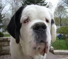 Black And White St Bernard Puppy Pin By Amanda Golladay On Stoic Saint Bernards St Bernard Dogs St Bernard Puppy Puppy Photos