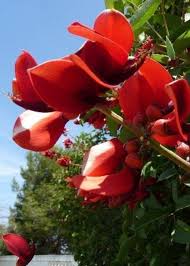 Image result for Corallocarpus triangularis