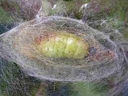 Caterpillar Life Cycle Wildlife Insight