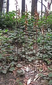 Image result for Gastrodia rwandensis