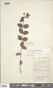 Image result for Eriosema tisserantii