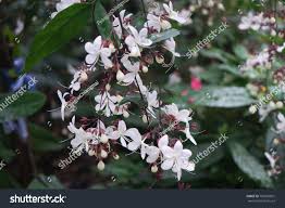 Image result for Clerodendrum abilioi