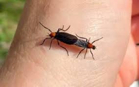 Stark exterminators is a proud member of the arrow exterminators family of. Pest Control West Palm Beach Ambassador Pest Control