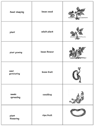 Check spelling or type a new query. Olcreate Tessa Ug Module 1 Science Looking At Life Resource 6 Story Wheel Of The Life Cycle Of The Bean