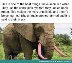 Saving Wild Life Funsubstance Fun Facts Elephant Animals