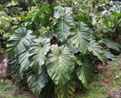 Filodendro Imperial Philodendron Speciosum Plantas De Sombra Filodendro Plantas Jardim