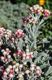 Image result for Helichrysum graniticola