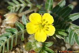 Image result for Zygophyllaceae