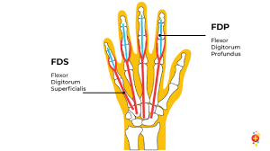 The wiring tendon diagram you can easily obtain employing the online market place. Finger Tips Tendons And Ligaments