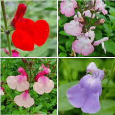 Image result for Salvia