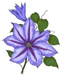 We did not find results for: Clematis Veiner World Of Sugar Art