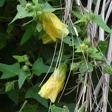 Image result for Hibiscus physaloides