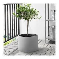 Frische Einrichtungsideen Und Erschwingliche Mobel Blumentopfe Fur Draussen Zimmerpflanzen Ideen Balkon Pflanzen