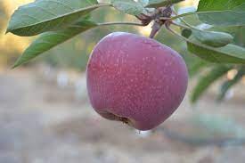 Maybe you would like to learn more about one of these? Heirloom Fruit Trees For Home Farm Trees Of Antiquity Rooted Organic Sweet Sixteen Green Skin Fruit Store