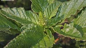 Image result for Amaranthus hybridus
