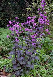 Lunaria annua 'Chedglow'