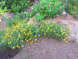 Image result for Dyssodia