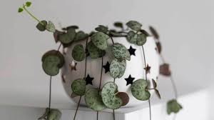 Image result for Ceropegia claviloba