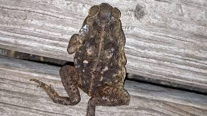 When there is a convection current of air beneath a cloud, it can draw objects upwards. Cane Toads Or Bufo Toads Continue To Spread In Florida What To Know