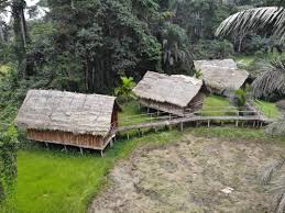 Image result for Strephonema sericeum