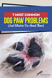 They also provide insulation.1 x research source since dogs are constantly on their feet, and often with little or no protection, paws are susceptible to tears and other injuries. 7 Dog Paw Problems That Every Pet Owner Must Be Aware Of