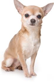 Chihuahua Dog On White Backgroun Chihuahua Dog On White Background Chihuahua Breeds Cute Chihuahua Chihuahua Dogs