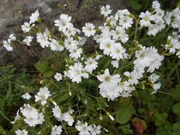 Le chiamavano cuculi che in dialetto significa il cucù. Raccontare Un Paese Fiori Spontanei Bianchi