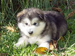 We did not find results for: Non Shedding Hypoallergenic Puppies Hamilton Oh Preferred Puppies