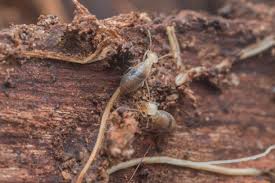 Termites Eating Wood In Their Natural Habitat The Rain Forest Termites Help Wood Decompose So That The Forest Floor Wood Termites Termites Termite Control