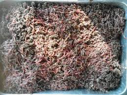 Nah, kali ini blog cupang sehat akan membagikan tips cara agar cacing sutra dapat bertahan hidup bahkan sampai 2 minggu. Cara Budidaya Cacing Tanah Secara Alami Untuk Pemula Lengkap Dan Rinci Trikmerawat Com