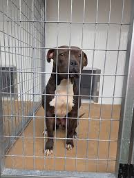 Preble Pitties rescue faces financial struggles