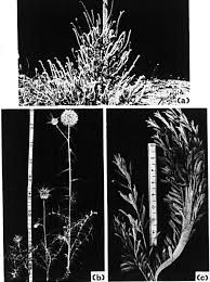 Image result for Eragrostis mildbraedii