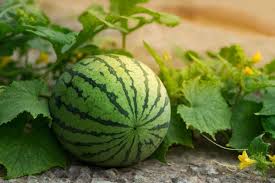 Wassermelone Pflanzen Tipps Zum Anbau Im Garten Plantura Wassermelone Pflanzen Wassermelone Wassermelone Anbauen