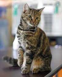 The breed was first recognized in the 1870s, and they have a blockier body type because of the persian influence. Datei Female European Shorthair In Cat Show Helsinki 2005 07 31 Jpg Wikipedia
