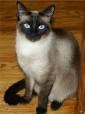 Siamese cat - Wikipedia