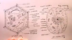 The plant cells apart from having cell organelles like the nucleus, endoplasmic reticulum and mitochondria have cell wall and chloroplast, which are absent in the animal cell. How To Draw Plant Cell And Animal Cell Step By Step Animal Cell Plant Cell Drawing Youtube