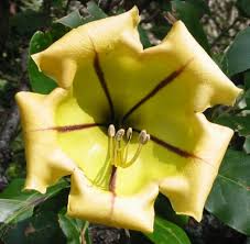 Check spelling or type a new query. Hawaiian Flowers Flowers Of Hawaii Maui Maui Hawaii