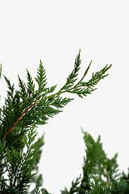 Leyland cypress branches turn brown because of an infiltration of three types of fungi: Leyland Cypress Trees For Sale Buy Leyland Cypress Online The Tree Center