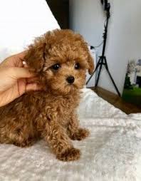 In time, you can increase the distance as they get used to the activity. Red Teacup Maltipoo Puppy Iheartteacups Maltipoo Puppy Cute Puppies Teacup Poodle Puppies