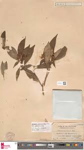 Image result for Hyparrhenia niariensis
