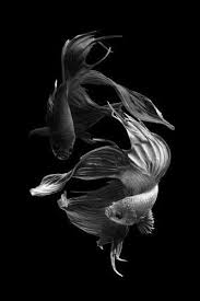Aesthetic Black And White Koi Fish Wallpaper 45 30 Cm Visarute Angkatavanich The Black And White Overture 45x30 Cm Visarute Angkatavanich The Black And White Ove Fish Drawings Betta Fish Fish Painting