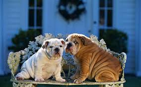 Tucker is a fawn male english bulldog puppy. Hd Wallpaper Two Brown And White English Bulldog Puppies Bulldogs Couple Wallpaper Flare