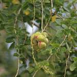 Image result for Pithecellobium dulce