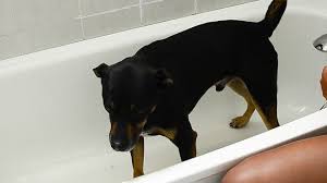 In this way, you can eliminate the bad smell of your dog. 5 Ways To Make Your Dog Smell Better Wikihow Pet
