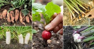Maybe you would like to learn more about one of these? 21 Vegetables That Grow Underground Types Of Root Vegetables